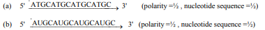 Given below is one of the strands of a DNA segment